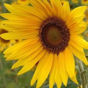 Meet your Posher, Meghan